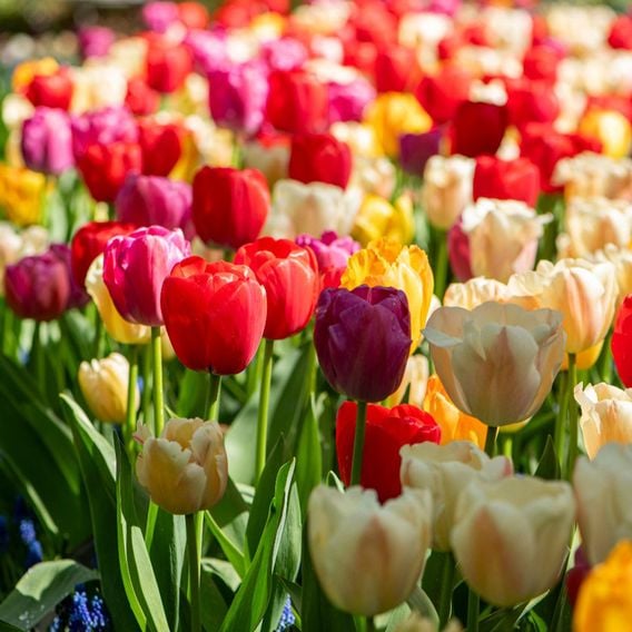 Tulip 'Majestic Mix'