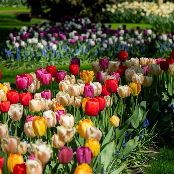 Tulip 'Majestic Mix'
