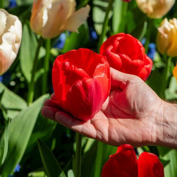 Tulip 'Majestic Mix'