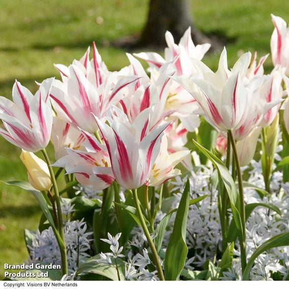 Tulip 'Marilyn'