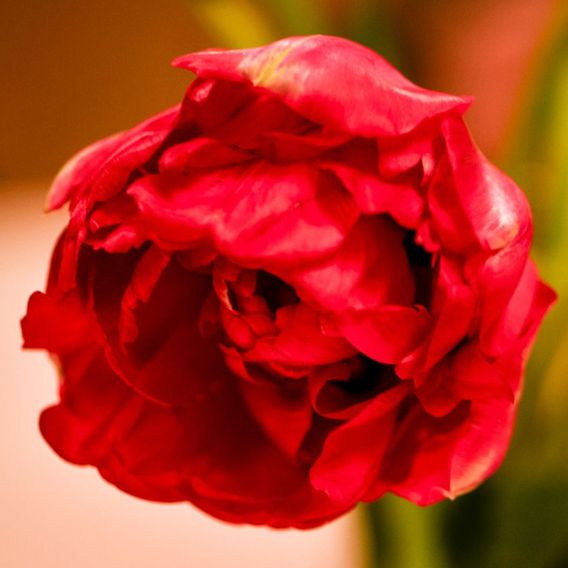 Tulip 'Boombastic Red'