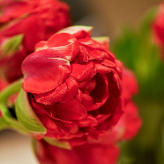 Tulip 'Boombastic Red'