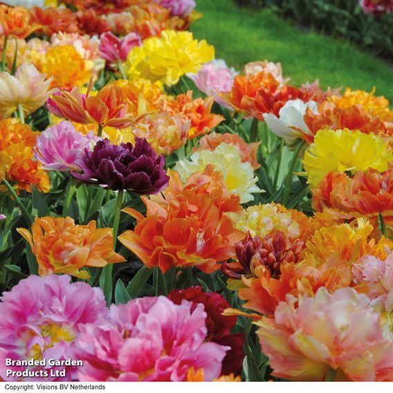 Tulip 'Murillo Mixed'