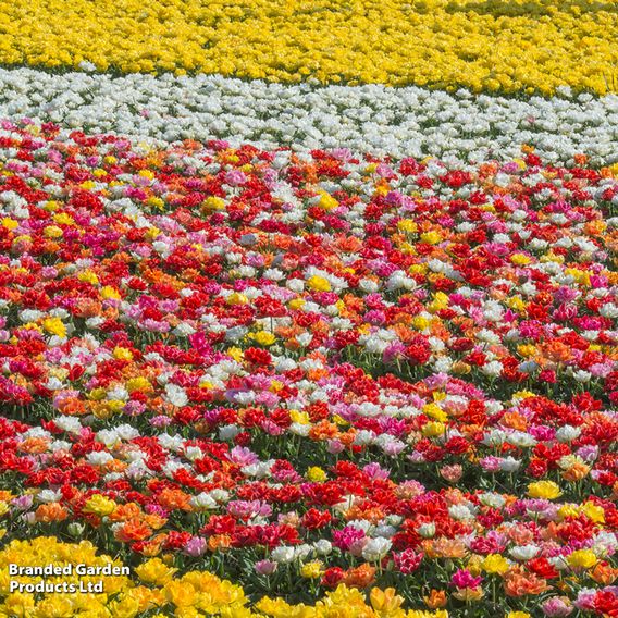 Tulip 'Murillo Mixed'
