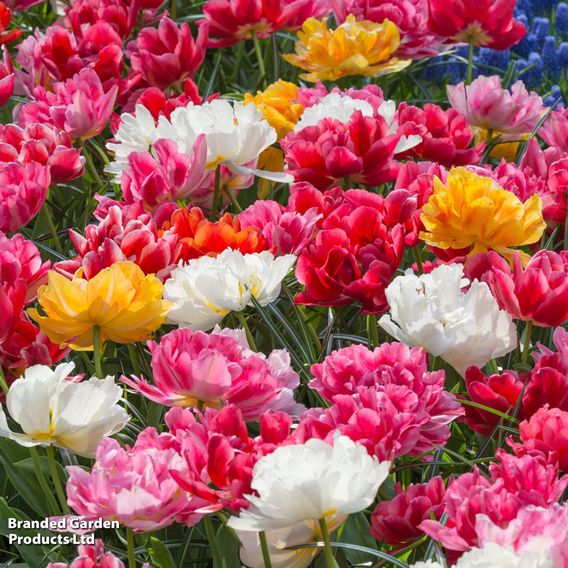 Tulip 'Murillo Mixed'