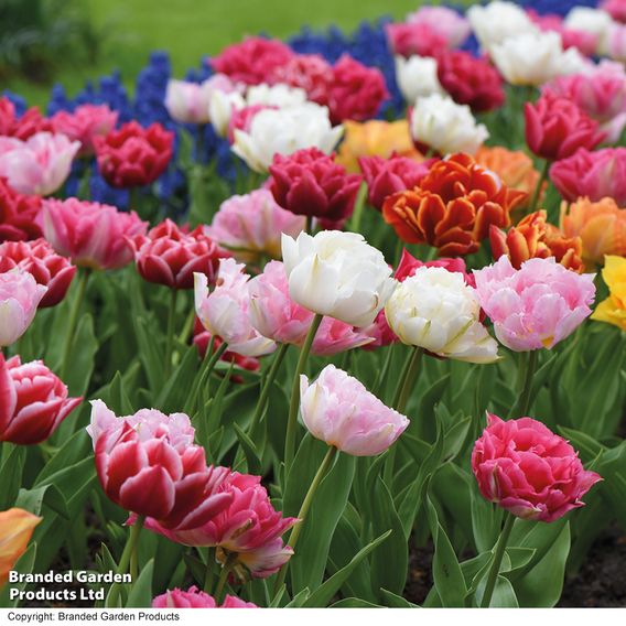 Tulip 'Murillo Mixed'
