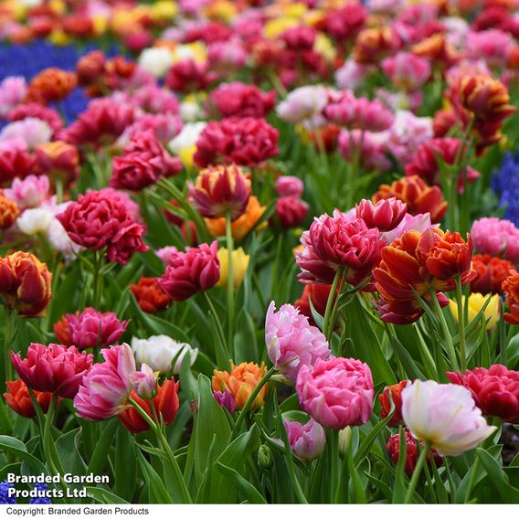 Tulip 'Murillo Mixed'