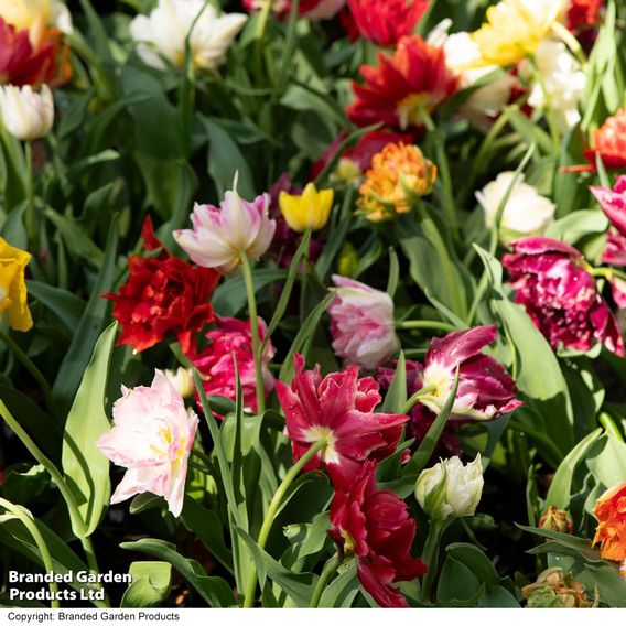 Tulip 'Murillo Mixed'