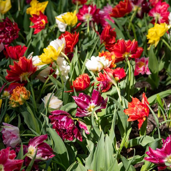 Tulip 'Murillo Mixed'