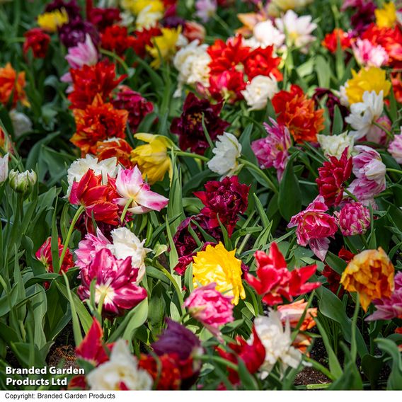 Tulip 'Murillo Mixed'