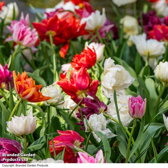 Tulip 'Murillo Mixed'