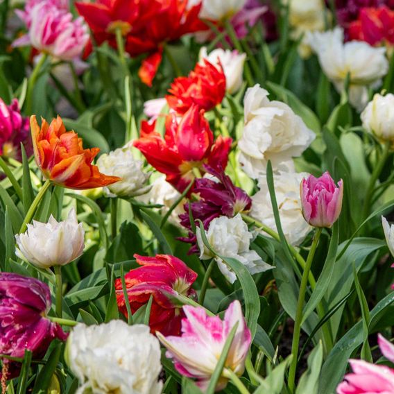Tulip 'Murillo Mixed'