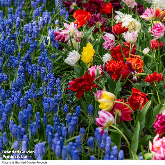 Tulip 'Murillo Mixed'