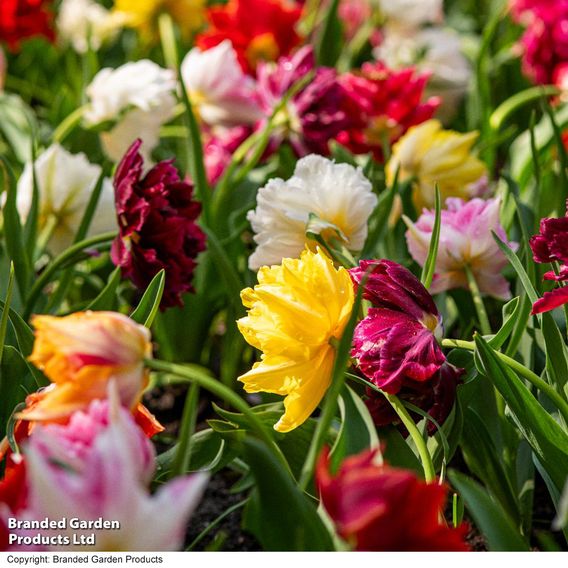 Tulip 'Murillo Mixed'