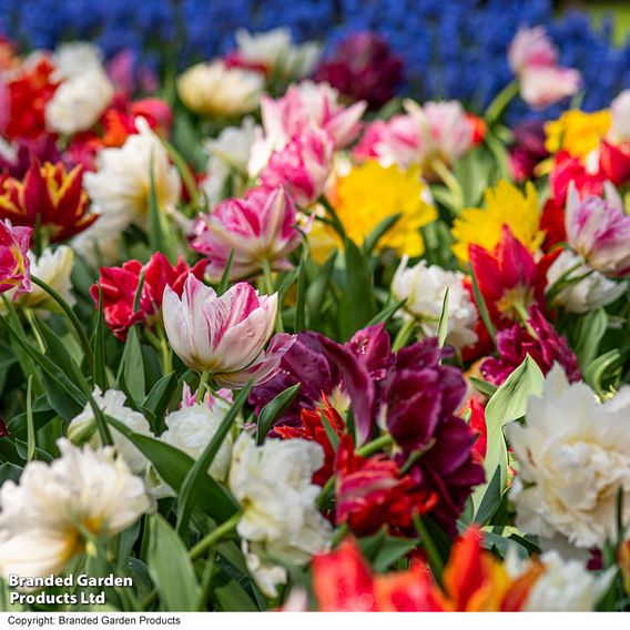 Tulip 'Murillo Mixed'