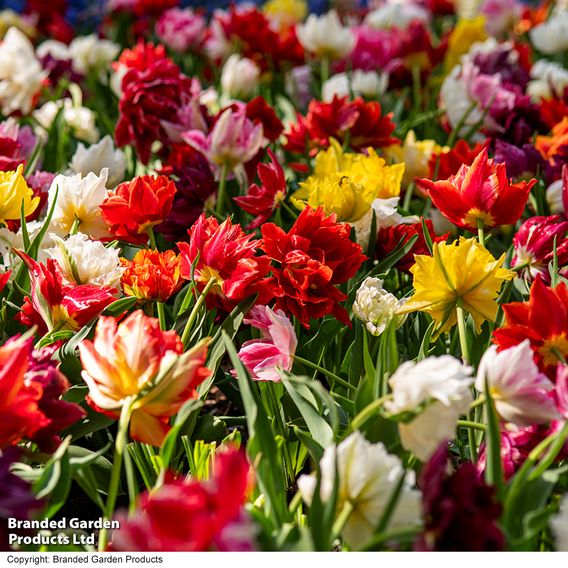 Tulip 'Murillo Mixed'