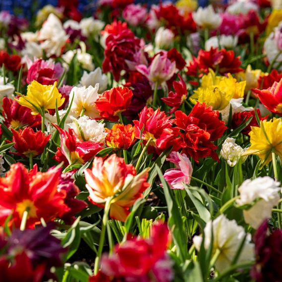 Tulip 'Murillo Mixed'