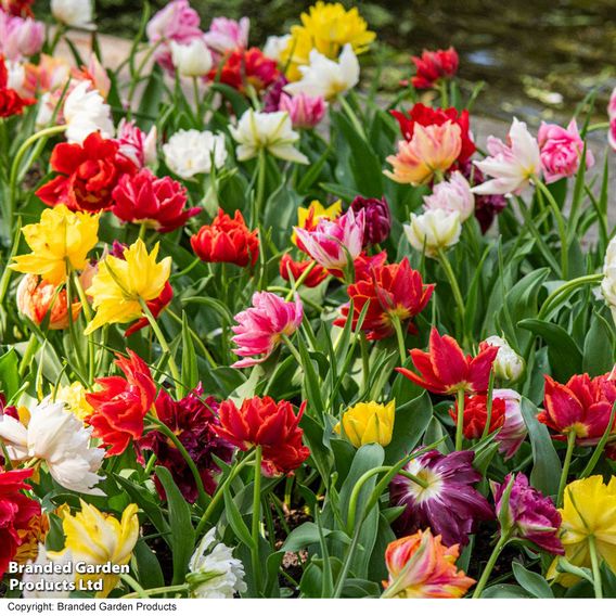 Tulip 'Murillo Mixed'