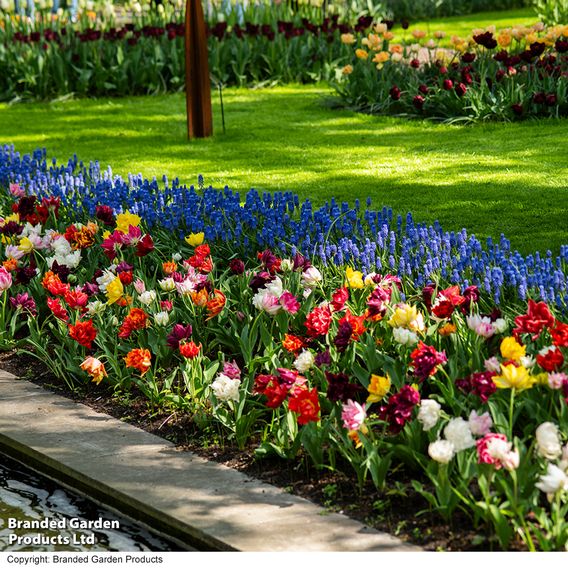 Tulip 'Murillo Mixed'