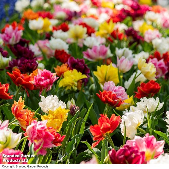 Tulip 'Murillo Mixed'
