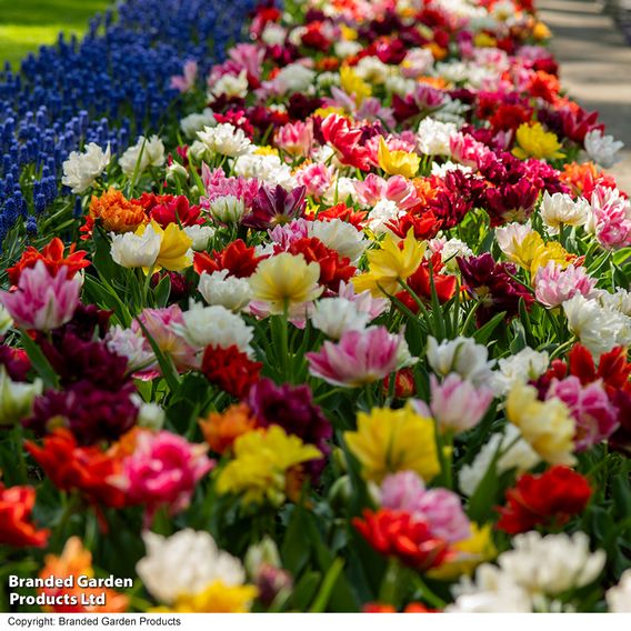 Tulip 'Murillo Mixed'
