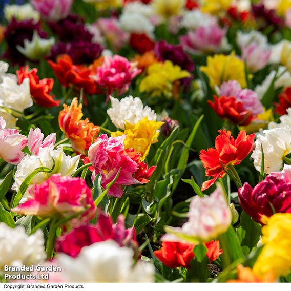 Tulip 'Murillo Mixed'