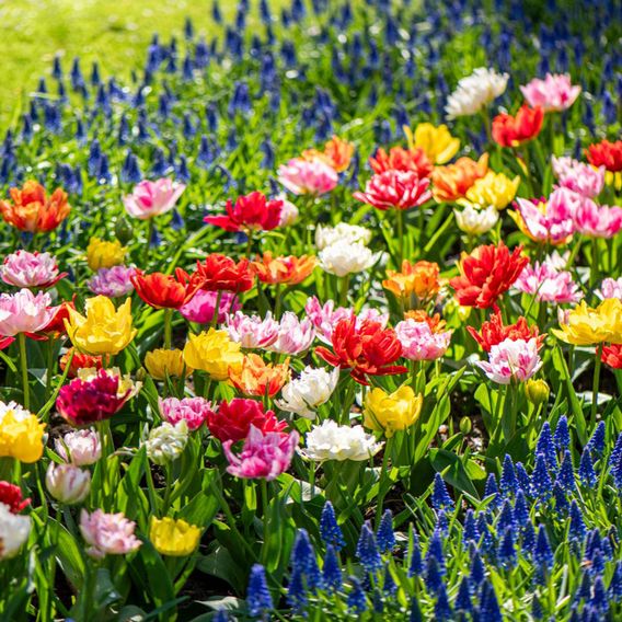 Tulip 'Murillo Mixed'