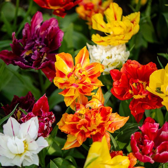 Tulip 'Murillo Mixed'