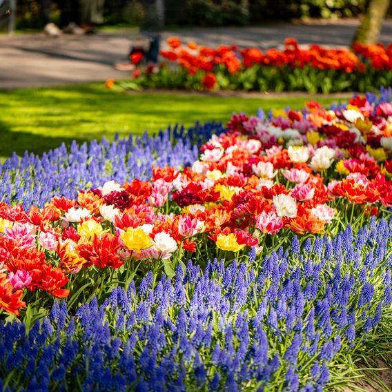 Tulip 'Murillo Mixed'