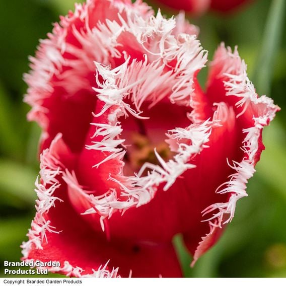 Tulip 'New Santa'
