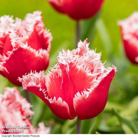 Tulip 'New Santa'
