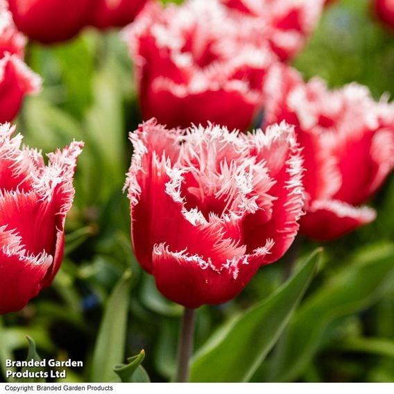 Tulip 'New Santa'