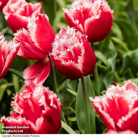 Tulip 'New Santa'