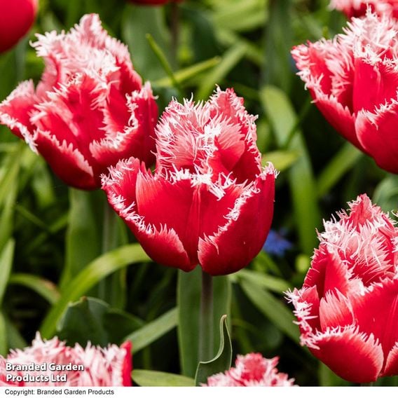 Tulip 'New Santa'
