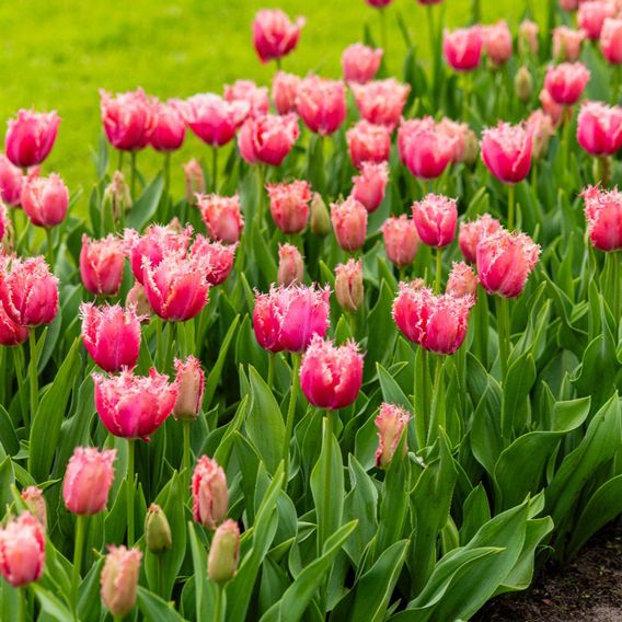 Tulip Frilly Fringed Collection