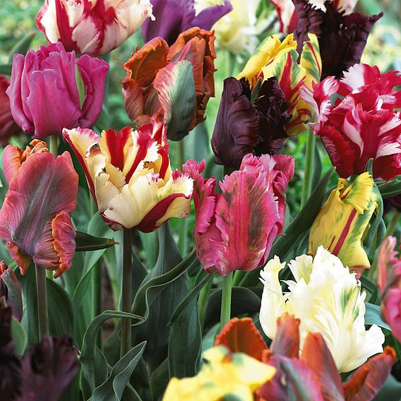 Tulip 'Parrot Mixed'