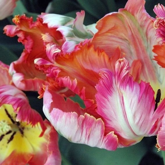 Tulip 'Parrot Mixed'