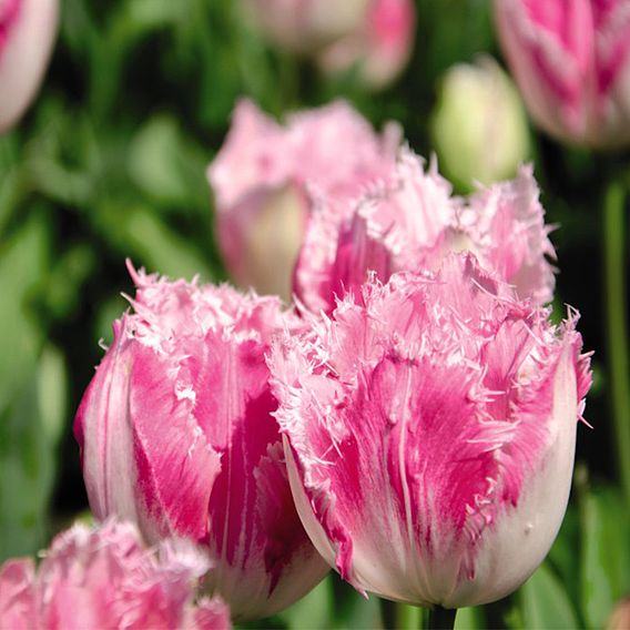 Tulip 'Pink Fountain'