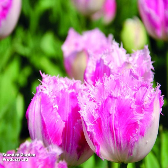 Tulip 'Pink Fountain'