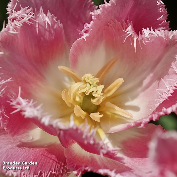Tulip 'Pink Fountain'