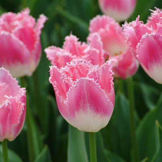 Tulip 'Pink Fountain'