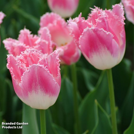 Tulip 'Pink Fountain'