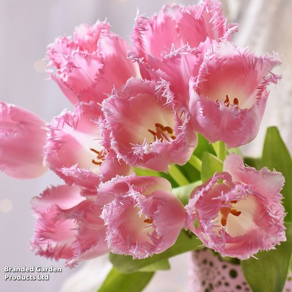 Tulip 'Pink Fountain'