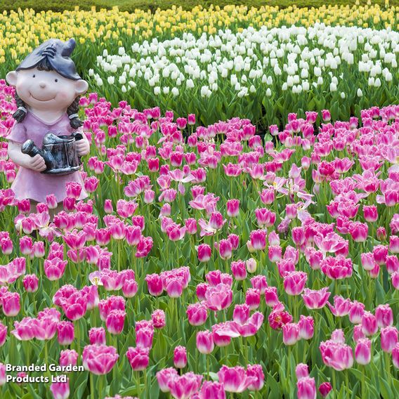 Tulip 'Pink Fountain'