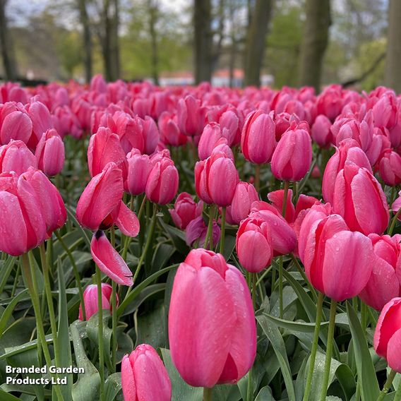 Tulip 'Pink Giant'