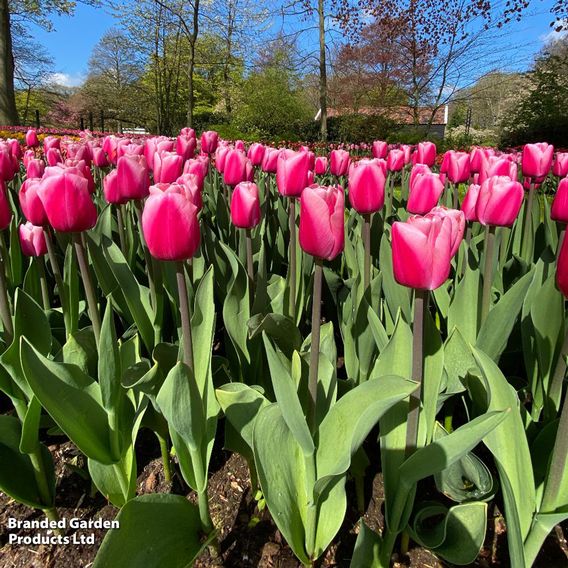 Tulip 'Pink Giant'