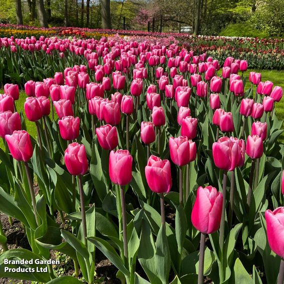 Tulip 'Pink Giant'