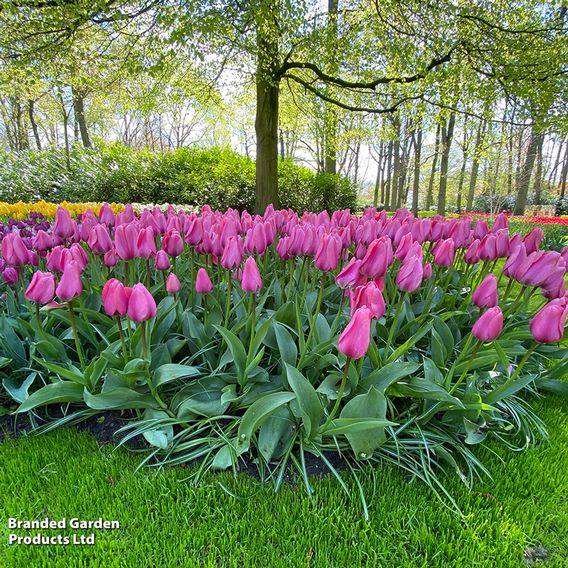 Tulip 'Pink Giant'