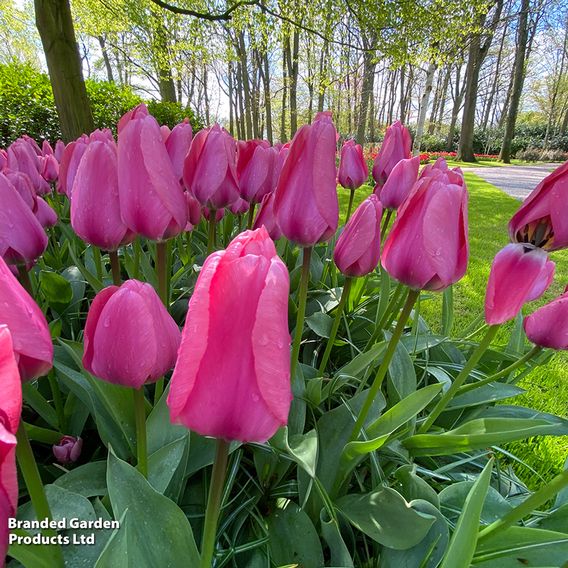 Tulip 'Pink Giant'