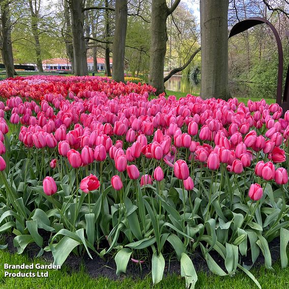Tulip 'Pink Giant'